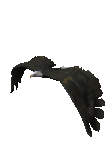 gif aquila