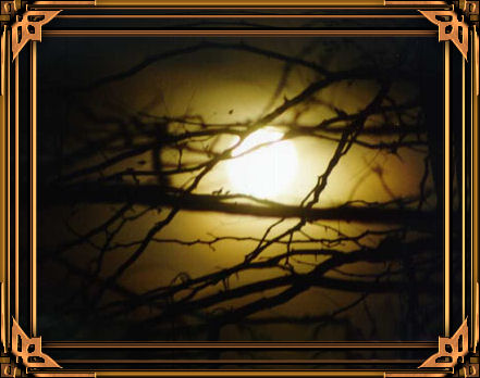 albero