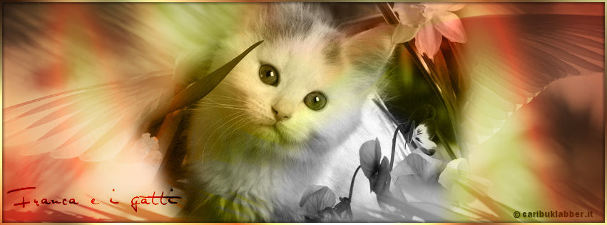 tag gatto Carib
