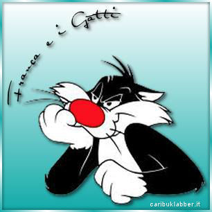 immagine gatto