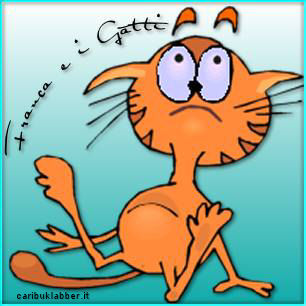 immagine gatto