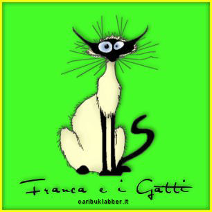 immagine gatto