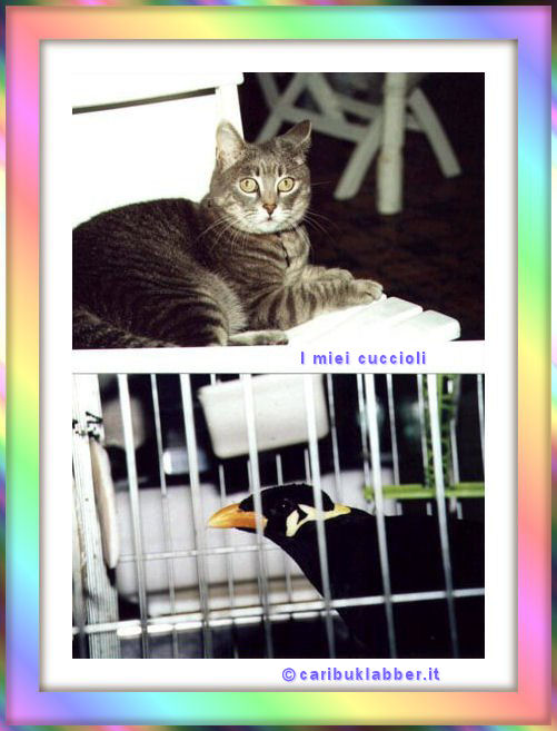 tag gatti i miei amici