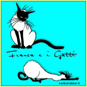 immagine gatto