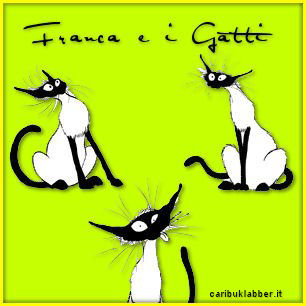 immagine gatto