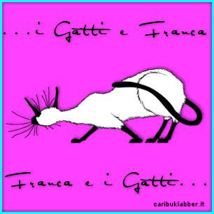 immagine gatto