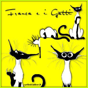 immagine gatto