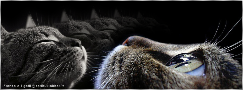 tag gatto Carib