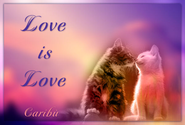 tag gatto