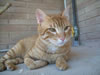 gatto