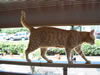 gatto