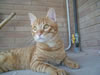 gatto