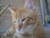 gatto