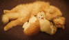 gatto