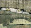 gatto