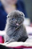 gatto