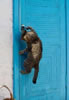 gatto