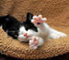 gatto