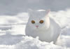 gatto