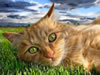 gatto