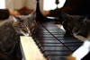 gatto