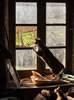 gatto