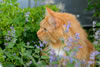 gatto
