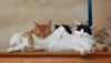 gatto
