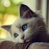 gatto