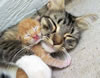 gatto