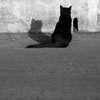 gatto