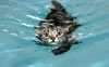 gatto