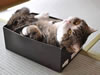 gatto