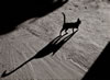 gatto