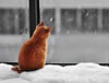 gatto