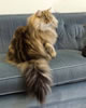 gatto