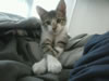 gatto