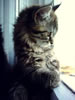 gatto
