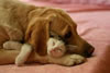 gatto