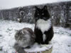 gatto