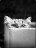 gatto