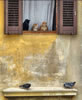 gatto