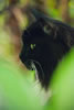 gatto