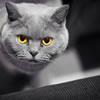 gatto