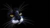 gatto