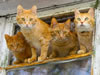 gatto