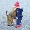 gatto