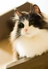 gatto