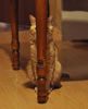 gatto