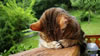 gatto